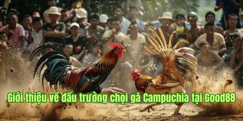 Đá Gà Campuchia Good88 - Đấu Trường Sôi Động Dành Cho Sư Kê 1 Giới thiệu về đấu trường chọi gà Campuchia tại Good88