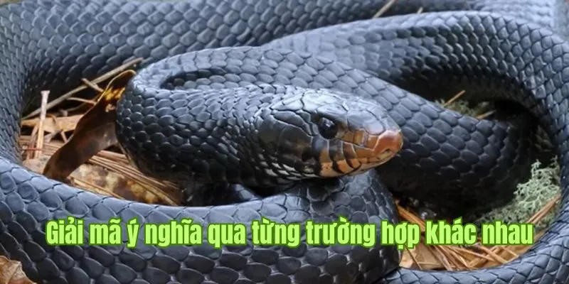 Nằm Mơ Thấy Rắn Good88 - Cùng Khám Phá Bí Ẩn Từ Chiêm Bao 2 Giải mã ý nghĩa giấc mơ qua từng trường hợp khác nhau