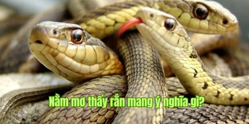 Nằm Mơ Thấy Rắn Good88 - Cùng Khám Phá Bí Ẩn Từ Chiêm Bao 1 Nằm mơ thấy rắn là chiêm bao mang nhiều ý nghĩa khác nhau